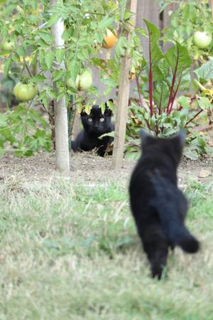 We Have Three Playfull Female Kittens Looking for a New Home!!! (Bonney Lake)63911483435395122