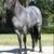 2022 AQHA Blue Roan Stallion STANDING AT STUD 3 thumbnail