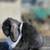Holland lop 1 thumbnail