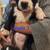 Boston terrier puppies 1 thumbnail