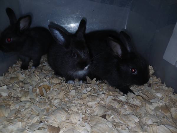 Conejitos (Warren)63661192839811123