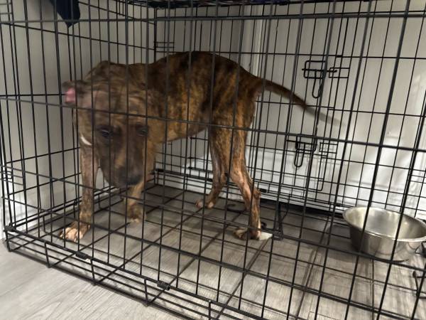 Emergancy rehoming (Bronx)63923588899330121