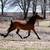 Broke, Trail ridden, Arabian Gelding 13 thumbnail