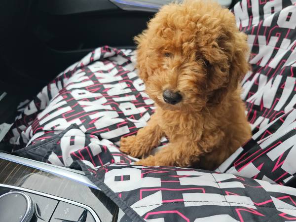 Mini Goldendoodle63859316636547122