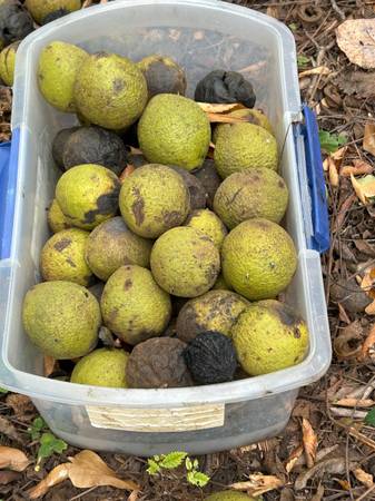 Organic black walnuts 1