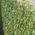 Brand New Artificial Turf Dwarf Fescue 75oz 5ft x 30 ft roll 2 thumbnail