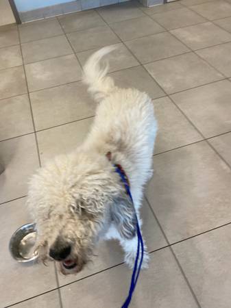 FOUND SHEEP DOG/DOODLE TYPE (Littleton)63679622099201121