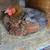 Laying Hens (3) 5 thumbnail