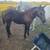 aqha black filly 2 thumbnail