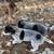 heeler/beagle mix pups 10 thumbnail