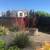 Red Yucca Plant (drought-tolerant) 1 thumbnail