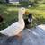 Ducks and chickens 4 thumbnail