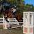 7 yo TB Gelding 16.2 OTTB best on ground and in saddle $5000 3 thumbnail