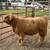 Midsize highland bulls 5 thumbnail