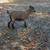 Goats for sale 17 thumbnail