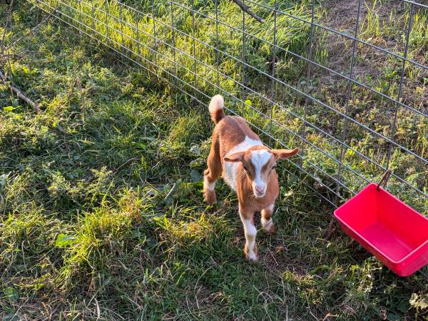 Fainter goats 1