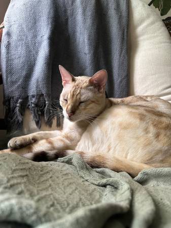 White and Brown Cat Lost (Vancouver)63842374143363121