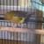 Male Canaries 1 thumbnail