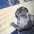 Pitbull puppies 11 thumbnail