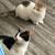 Kittens need homes 2 thumbnail