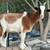 Female goats 1 thumbnail