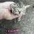 Kittens (re-homeing) 5 thumbnail