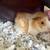 Super cute baby Abyssinian guinea pig! - $45 (Arcadia, CA) 7 thumbnail