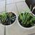 Pair Of White Print Garden Pots With Succulents 2 thumbnail