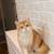 Golden British Kitten Male 4 thumbnail