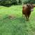 Dexter/Jersey cow with Jersey heifer 1 thumbnail