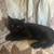 short hair black kitten 2 thumbnail