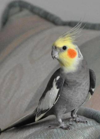 Cockatiel male 1