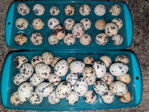 Quail Eggs for PET FOOD 1