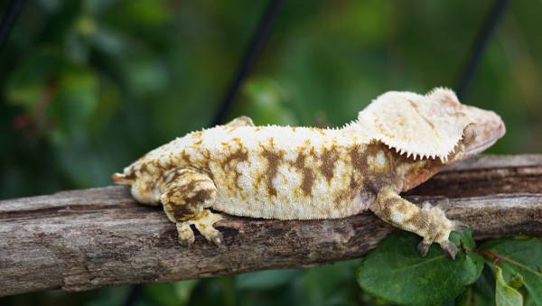 Rehoming Reptiles (Tacoma)63443593086595124