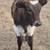 Texas Longhorn cattle 2 thumbnail
