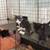 Kittens to good homes 5 thumbnail