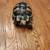 Greek tortoise 2 thumbnail