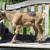 ADGA Nigerian Dwarf Does- Discounted! 6 thumbnail