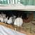 Rabbits 3 thumbnail