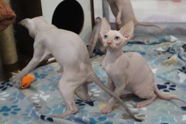 Sphynx Kittens (La Puente)63953815643266120