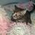 Kitty for sale -$75 9 thumbnail