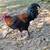 OLIVER EGGER HATCHING EGGS 5 thumbnail