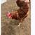 Hens for sale 1 thumbnail