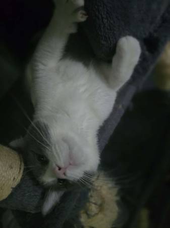 Cute friendly young cat (Cleveland/Lakewood)63907990031874123