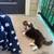 Mini Aussie 9 thumbnail