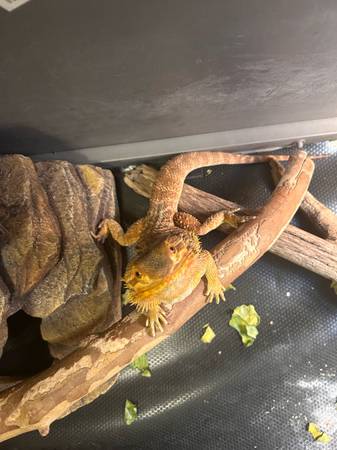 bearded dragon (Lincoln)63857444731649120