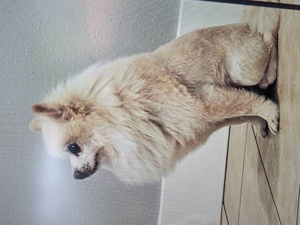 Macho Pomerania634435770882571218