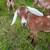 Nubian Toggenburg Corss Goat Doe 3 thumbnail