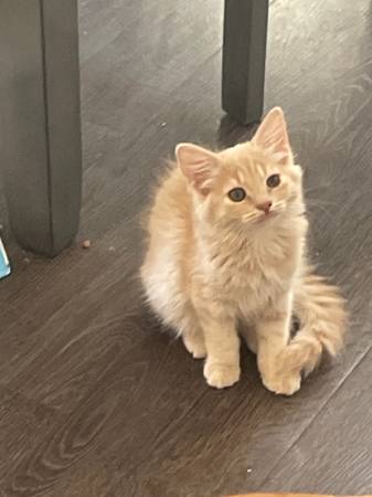 9 week old dilute orange tabby kittens (Placer County)63881395215235124