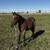 2025 AQHA Bay Roan Filly 3 thumbnail
